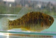 大鳞细齿塘鳢是什么鱼？