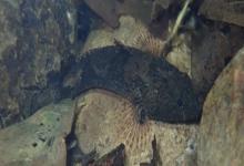 海丰沙塘鳢是什么鱼？