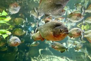 颠覆认知！鱼在水里活得好好的，为何上岸反而窒息而亡？