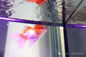 新手养鱼必看！5种最好养的观赏鱼推荐，小缸也能轻松驾驭