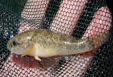 海南细齿塘鳢是什么鱼？