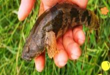 海南新沙塘鳢是什么鱼？