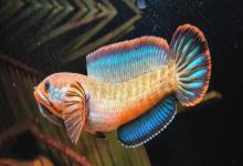 东方鳢是什么鱼？