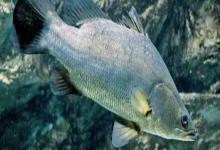 尖吻鲈是什么鱼？