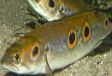 侧眼鳢是什么鱼？