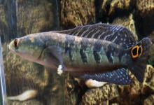 似眼鳢是什么鱼？