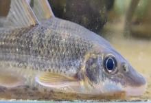 单吻鱼（鲤科）是什么鱼？