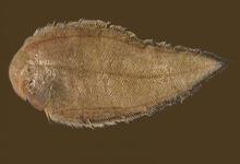 三线舌鳎是什么鱼？