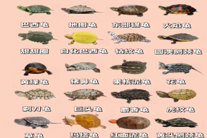 养龟的尽头是什么？草龟？蛋龟？箱龟？黄缘龟？