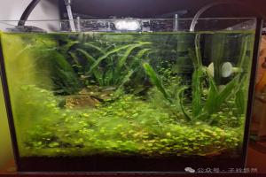 别再被骗了！鱼缸爆藻根本不怪水草，裸缸照样长满丝藻