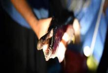 露头就秒！鳄雀鳝：北美“水中杀手”，为啥在中国混不下去？