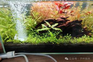 养鱼别再盲目增氧！很多鱼缸死鱼，都是氧气“太多”撑出来的