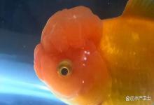 鱼鳃上有白点是怎么回事？鱼腮上有白点容易死是什么原因？如何治？