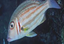 连尖是什么鱼？