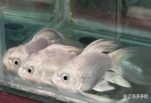 如何改善鱼缸水混浊发白？鱼缸水浑 水白 水腥臭如何解决？只需3步