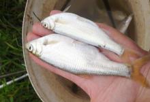 3小时狂拉10斤白条！这招“无脑”钓法，连竿到手真抽筋了