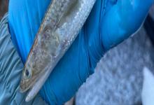 蛇鲻是什么鱼？