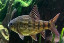 条纹裸（鱼丹）是什么鱼？