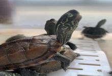 买了10只草龟全死光？别怪龟难养，是你第一步就做错了