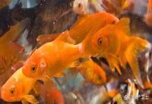 金鱼鳞片脱落是怎么回事？金鱼尾巴烂掉，鳞片脱落怎么拯救？