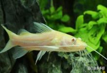 鱼缸水发腥臭放姜管用吗？这些真实好处和隐藏坏处你得搞清楚！