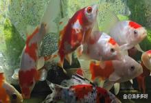 鱼缸水质为什么会变浑？鱼缸水质变浑怎么办？变清法宝在这