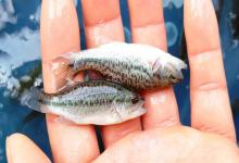 钓鱼这么多年，你放生的鱼真的放对了吗？这5条规矩得记牢