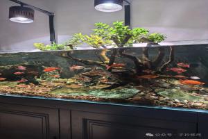 90%的鱼不是病死的，是被主人“过度勤快”折腾死的