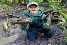 100元以内人气龟种真实评分 排名，照着买就对了，谁是好养之王？谁又是“弃养冠军”？