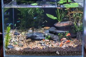 鱼缸越稳的时候，说明这个男人，已经走过这4个阶段