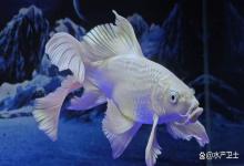 锦鲤鱼缸亚硝酸盐不能超过多少？锦鲤鱼亚硝酸盐值多少安全？