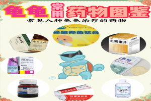 这9种养龟常备药，龟友一定要备！关键时刻能救命！