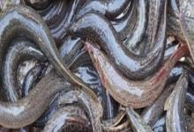 细头鳅是什么鱼？