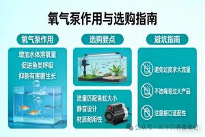 氧气泵到底有啥用？怎么选才不会踩坑？