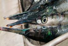 针鱼是什么鱼？