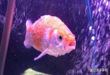 观赏鱼缸如何保持水质不犯水霉？万一发病，用这些方法！