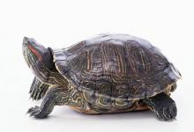 养了5年的龟想放生？求求你，千万别