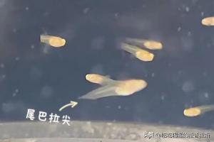 紧急！孔雀鱼针尾、缩尾、烂尾全解析：一眼识别+3步急救，新手也能救回来