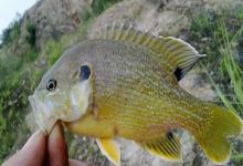 你的调漂方法过时了！试试这3种新思路，轻松应对复杂鱼情