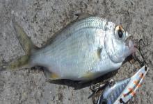 短体银鲈是什么鱼？
