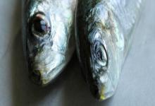 云南鲴是什么鱼？