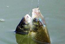 钓鱼高手都在用的飞铅钓法，这3种用法，让鱼疯狂接口！