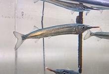 日本鱵是什么鱼？