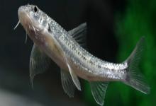 短吻鳅鮀是什么鱼？