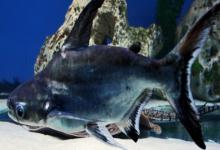 短须䰶是什么鱼？