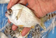 长棘银鲈是什么鱼？