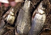 扬竿刺鱼的力度玄机！这3种力道把控，有效减少跑鱼发生！