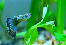 孔雀鱼身上长白毛怎么治疗？孔雀鱼身上长白毛后鱼缸如何处理？