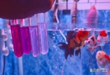 鱼缸硝酸盐和亚硝酸盐都高怎么办？如何降低鱼缸中的硝酸盐和亚硝酸盐含量？