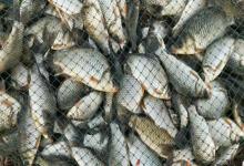 野钓找底的4个“笨”方法！看似简单却很高效，新手一学就会！